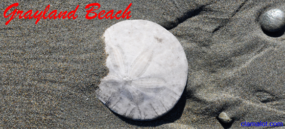 Sand Dollar